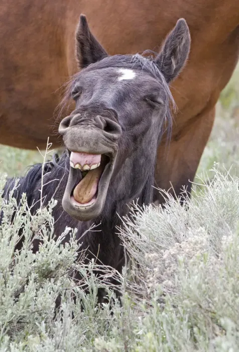 Framed Print : Wild stallion (Equus caballus) lying down in the sagebrush and yawning. The foothills south of Reno