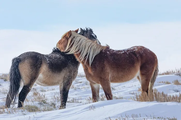 Framed Print : Two wild stallions, one a brown curly and the other a sorrel, mutual grooming on snow-covered grassland, Salt Wells Creek, Wyoming, USA. January Framed Print : Two wild stallions, one a brown curly and the other a sorrel, mutual grooming on snow-covered grassland, Salt Wells Creek, Wyoming, USA. January