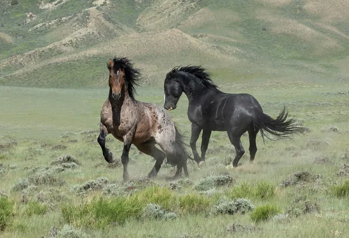 Framed Print : Two wild stallions fighting, a bay roan and a black stallion, Salt Wells Creek, Wyoming, USA. June Framed Print : Two wild stallions fighting, a bay roan and a black stallion, Salt Wells Creek, Wyoming, USA. June