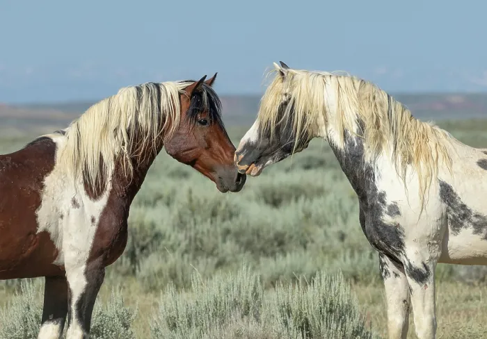 Framed Print : Two wild stallions standing nose to nose, the older pinto on the left is the band stallion, McCullough peaks, Wyoming, USA. July Framed Print : Two wild stallions standing nose to nose, the older pinto on the left is the band stallion, McCullough peaks, Wyoming, USA. July