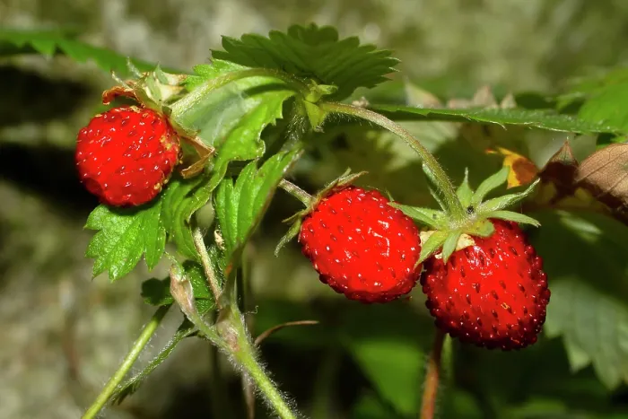 Framed Print : Wild strawberries (Fragaria vesca) growing in a country garden, Ovada, Italy. July Framed Print : Wild strawberries (Fragaria vesca) growing in a country garden, Ovada, Italy. July