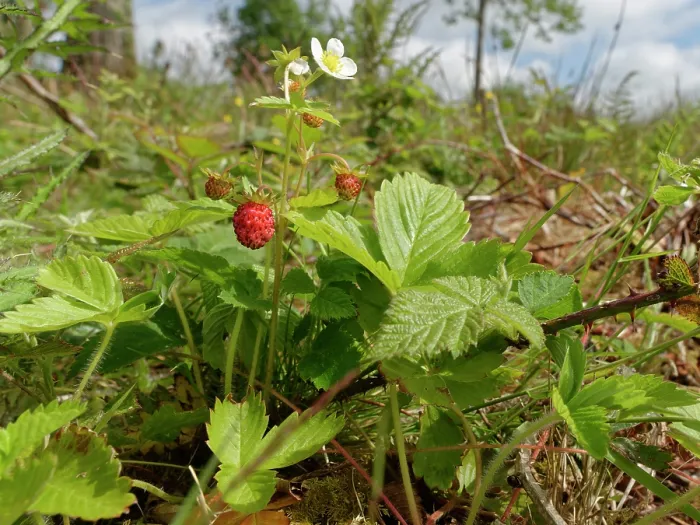 Framed Print : Wild strawberry (Fragaria vesca) with flowers and fruit growing in a culm grassland meadow, Devon, England, UK. June Framed Print : Wild strawberry (Fragaria vesca) with flowers and fruit growing in a culm grassland meadow, Devon, England, UK. June