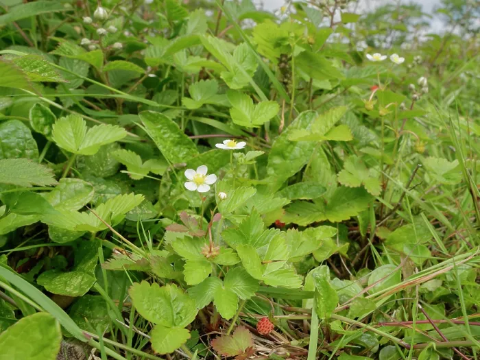 Framed Print : Wild strawberry (Fragaria vesca) with flowers and fruit growing in a culm grassland meadow, Devon, England, UK. June Framed Print : Wild strawberry (Fragaria vesca) with flowers and fruit growing in a culm grassland meadow, Devon, England, UK. June