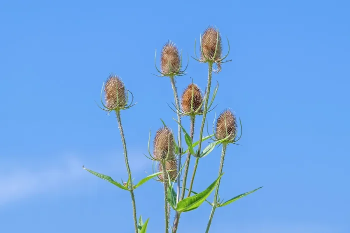 Framed Print : Wild teasel (Dipsacus fullonum) flower heads against blue sky in summer, Zeeland, Netherlands. August