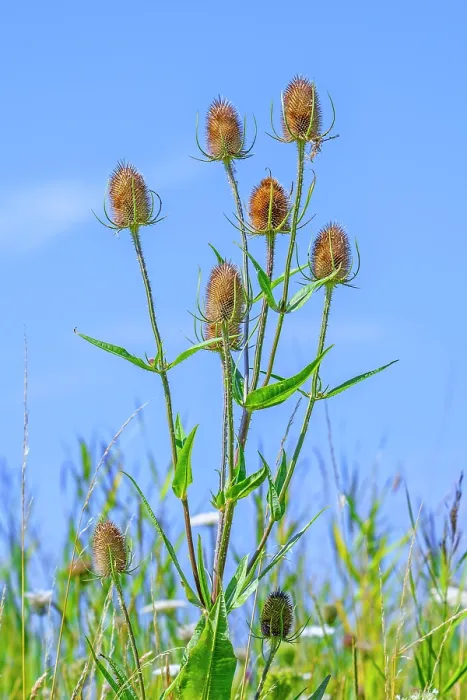 Framed Print : Wild teasel (Dipsacus fullonum) flower heads against blue sky in summer, Zeeland, Netherlands. August Framed Print : Wild teasel (Dipsacus fullonum) flower heads against blue sky in summer, Zeeland, Netherlands. August