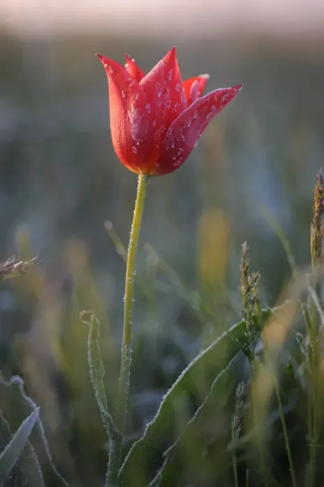 Framed Print : Wild tulip (Tulipa schrenkii) flower in frost, Rostovsky Nature Reserve, Rostov Region
