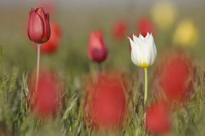 Framed Print : Wild tulips (Tulipa schrenkii) in flower, one white, the rest red, Rostovsky Nature Reserve Framed Print : Wild tulips (Tulipa schrenkii) in flower, one white, the rest red, Rostovsky Nature Reserve