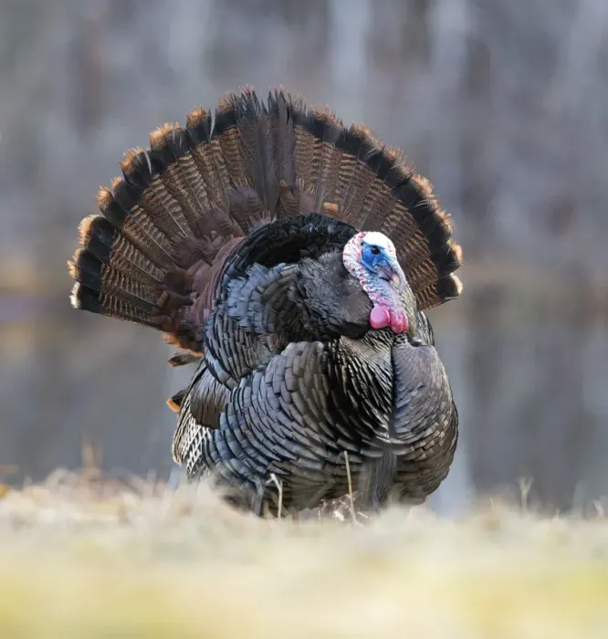 Framed Print : Wild turkey (Meleagris gallopavo) male displaying during spring mating season