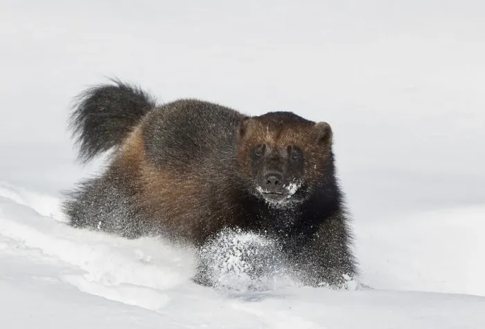 Framed Print : Wild Wolverine (Gulo gulo) walking in snow, Mainua Kajaani, Finland. March Framed Print : Wild Wolverine (Gulo gulo) walking in snow, Mainua Kajaani, Finland. March