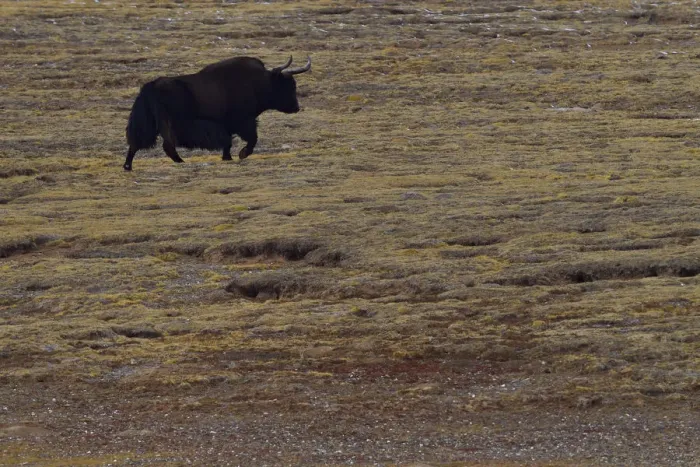 Framed Print : Wild yak, (Bos mutus), Keke Xili, Changtang, Tibetan Plateau, Qinghai, China Framed Print : Wild yak, (Bos mutus), Keke Xili, Changtang, Tibetan Plateau, Qinghai, China
