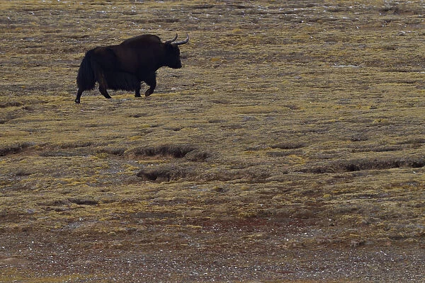Wild yak, (Bos mutus), Keke Xili, Changtang, Tibetan Plateau, Qinghai, China