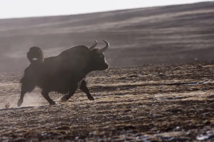Framed Print : Wild yak (Bos mutus) running, Kekexili, Qinghai, Tibetan plateau, China, December Framed Print : Wild yak (Bos mutus) running, Kekexili, Qinghai, Tibetan plateau, China, December