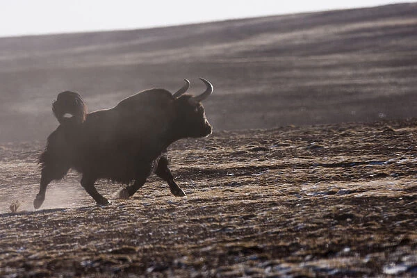 Wild yak (Bos mutus) running, Kekexili, Qinghai, Tibetan plateau, China, December