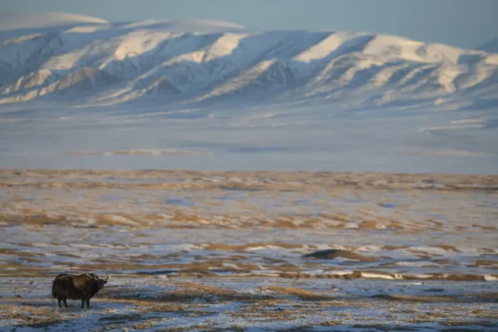 Framed Print : Wild yak (Bos mutus) in snow covered steppe, mountains in background Framed Print : Wild yak (Bos mutus) in snow covered steppe, mountains in background