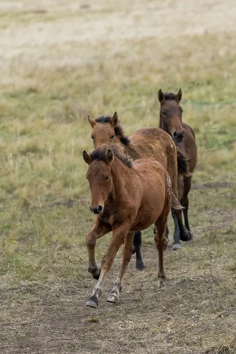 Framed Print : Three wild Zhabe foals running in the steppe, Abay, Kazakhstan