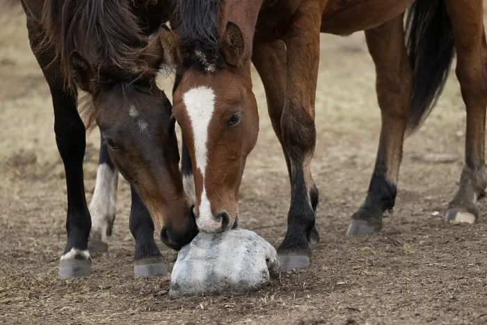 Framed Print : Two wild Zhabe horses licking stone full of minerals and salt on the steppe, Abay, Kazakhstan Framed Print : Two wild Zhabe horses licking stone full of minerals and salt on the steppe, Abay, Kazakhstan