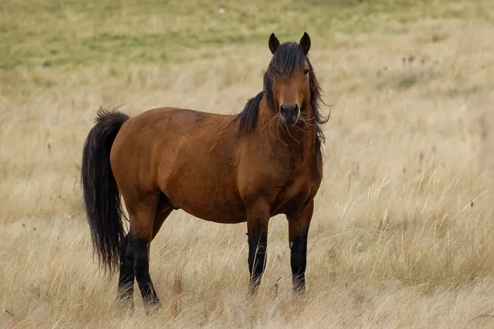 Framed Print : Wild Zhabe stallion standing alert in the steppe, portrait, Abay, Kazakhstan