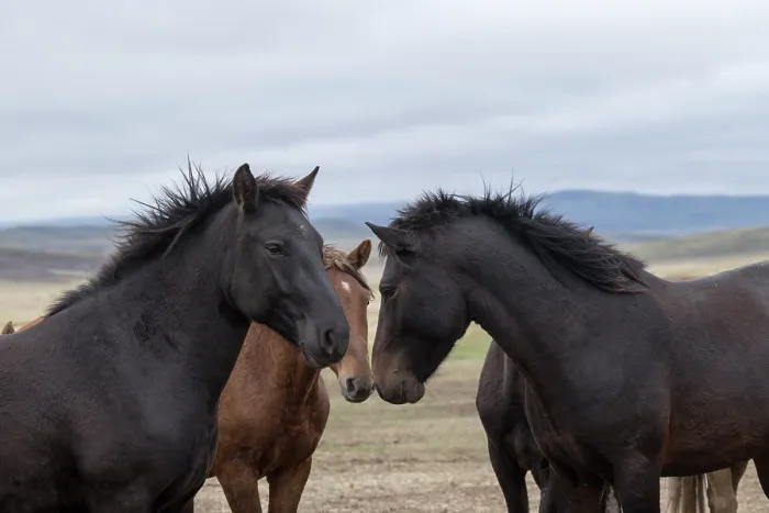 Framed Print : Three wild Zhabe stallions greeting one another, Abay, Kazakhstan Framed Print : Three wild Zhabe stallions greeting one another, Abay, Kazakhstan