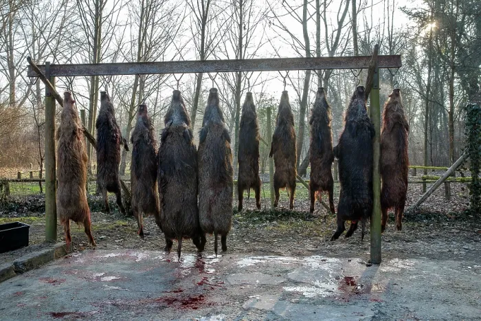 Framed Print : Wildboar (Sus scrofa) carcasses strung up after hunting, Rhine forest, Alsace, France. January Framed Print : Wildboar (Sus scrofa) carcasses strung up after hunting, Rhine forest, Alsace, France. January