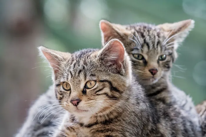 Framed Print : Two Wildcat (Felis silvestris) kittens, portrait, Highland Wildlife Park, Cairngorm National Park, Scotland, UK. July. Captive Framed Print : Two Wildcat (Felis silvestris) kittens, portrait, Highland Wildlife Park, Cairngorm National Park, Scotland, UK. July. Captive