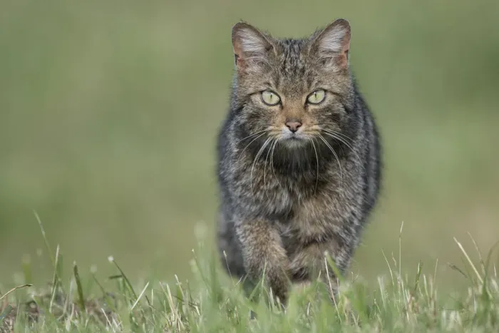 Framed Print : Wildcat (Felis silvestris) Vosges, France, June Framed Print : Wildcat (Felis silvestris) Vosges, France, June