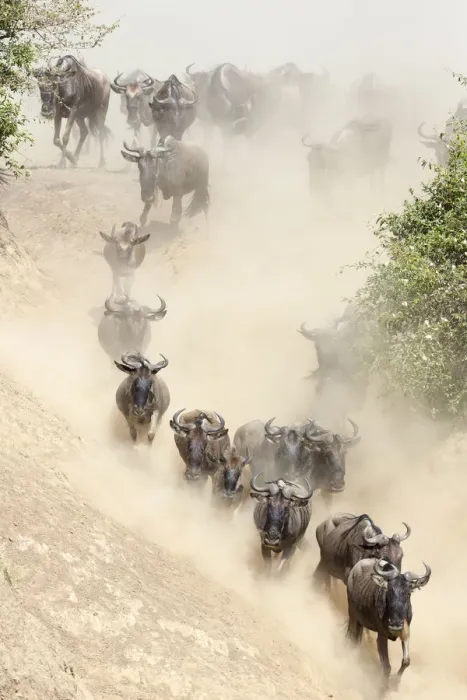 Framed Print : Wildebeest (Connchaetes taurinus) running down bank of the Mara River during migration Framed Print : Wildebeest (Connchaetes taurinus) running down bank of the Mara River during migration