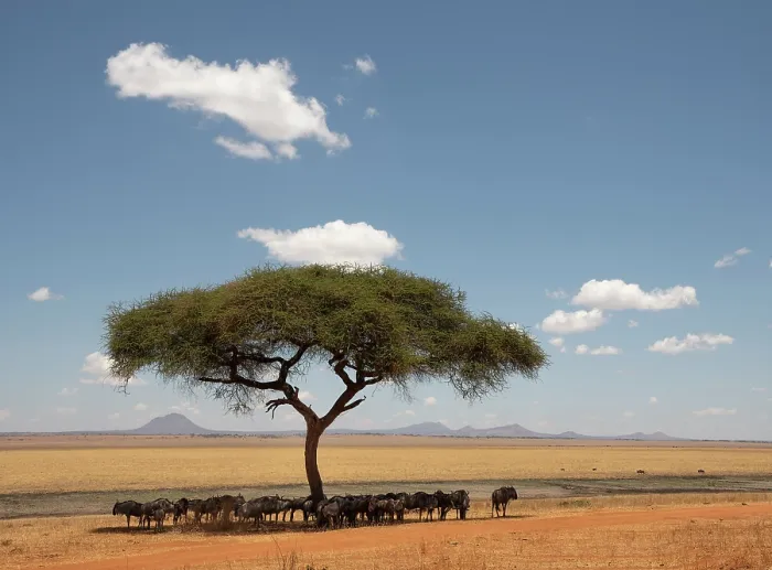 Framed Print : Wildebeest (Connochaetes taurinus) herd resting in the shade under a tree, Silale area, Tarangire National Park, Tanzania Framed Print : Wildebeest (Connochaetes taurinus) herd resting in the shade under a tree, Silale area, Tarangire National Park, Tanzania