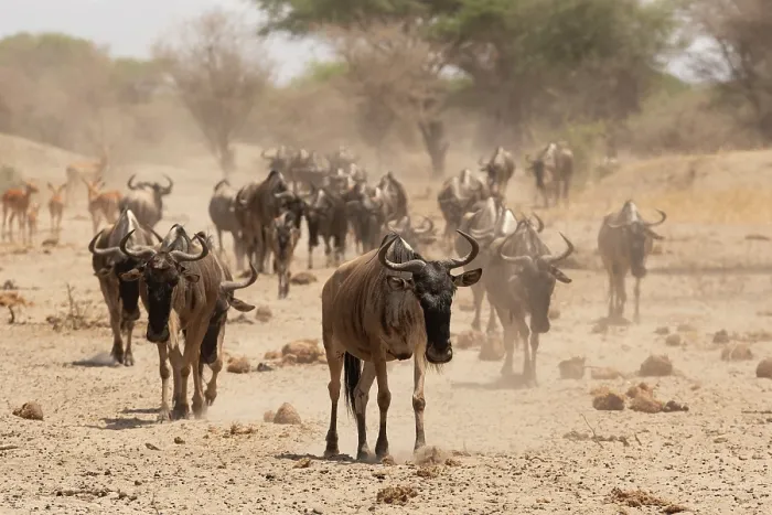 Framed Print : Wildebeest (Connochaetes taurinus) herd walking over dusty ground, Tarangire National Park, Tanzania Framed Print : Wildebeest (Connochaetes taurinus) herd walking over dusty ground, Tarangire National Park, Tanzania