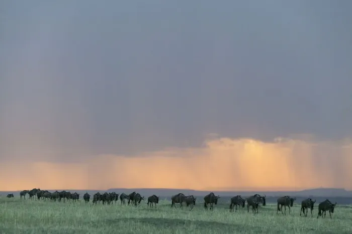 Framed Print : Wildebeest (Connochaetes taurinus) herd walking in a line in the rain at sunset Framed Print : Wildebeest (Connochaetes taurinus) herd walking in a line in the rain at sunset