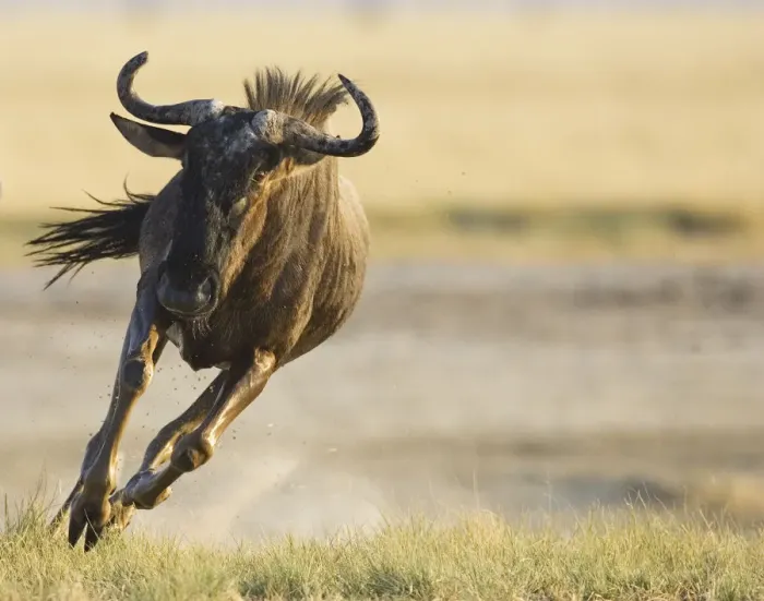 Framed Print : Wildebeest {Connochaetes taurinus} running. Namibia Framed Print : Wildebeest {Connochaetes taurinus} running. Namibia