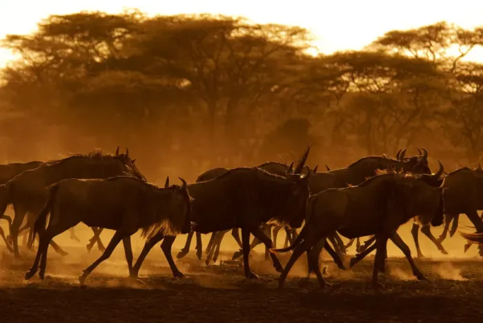 Framed Print : Wildebeest (Connochaetes taurinus) running, Tanzania Framed Print : Wildebeest (Connochaetes taurinus) running, Tanzania