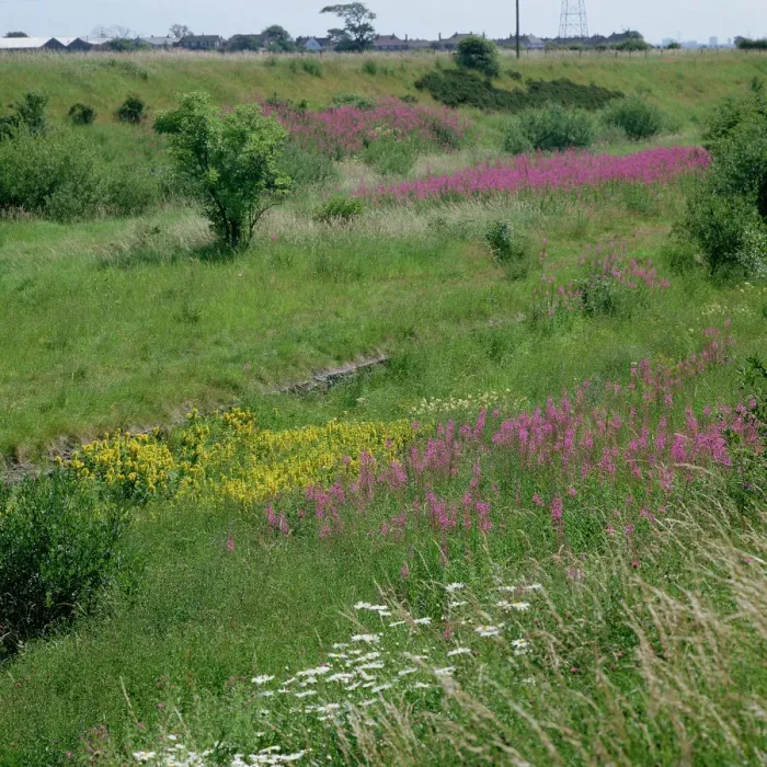 Framed Print : Wildflower drifts on disused railway line, flowers include Rosebay willowherb (Epilobium Framed Print : Wildflower drifts on disused railway line, flowers include Rosebay willowherb (Epilobium