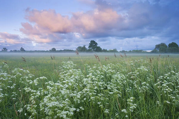 Wildflower meadow at dawn, Nemunas Delta, Lithuania, June 2009