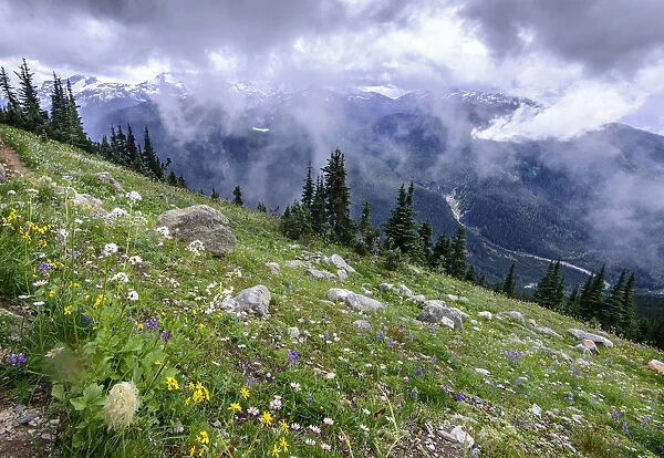 Wildflowers in alpine meadow, view to snow capped mountains and valley below. Whistler