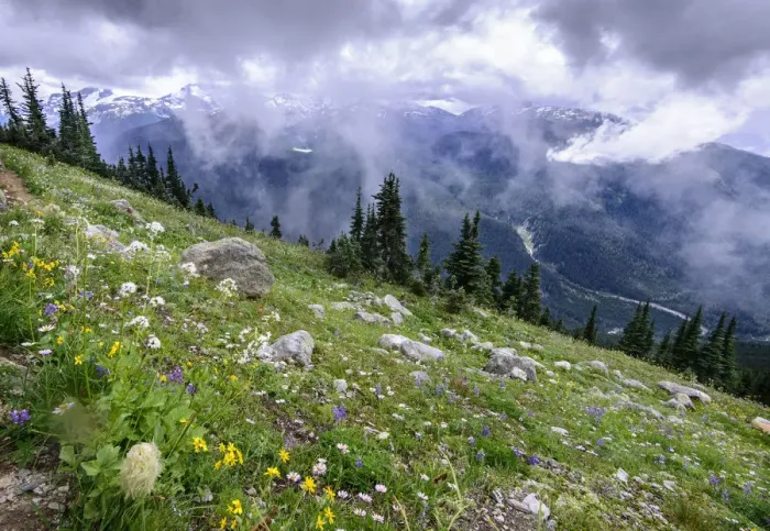 Framed Print : Wildflowers in alpine meadow, view to snow capped mountains and valley below. Whistler Framed Print : Wildflowers in alpine meadow, view to snow capped mountains and valley below. Whistler