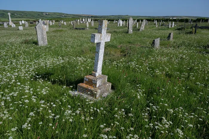 Framed Print : Wildflowers in village churchyard, St Materiana, Tintagel, Cornwall, UK. May, 2023 Framed Print : Wildflowers in village churchyard, St Materiana, Tintagel, Cornwall, UK. May, 2023