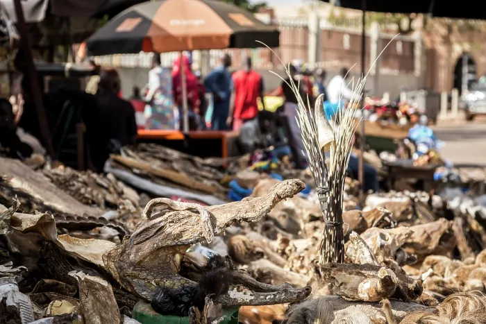 Framed Print : Wildlife remains (including crocodyle head and porcupine quills) for sale for traditional beliefs in Bamako market, Mali. October, 2017 Framed Print : Wildlife remains (including crocodyle head and porcupine quills) for sale for traditional beliefs in Bamako market, Mali. October, 2017