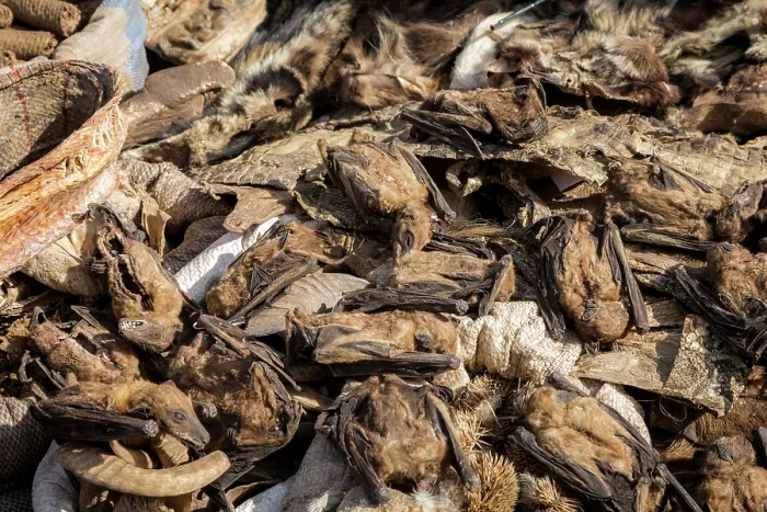 Framed Print : Wildlife remains (including fruit bats) for sale for traditional beliefs in Bamako market, Mali. October, 2017 Framed Print : Wildlife remains (including fruit bats) for sale for traditional beliefs in Bamako market, Mali. October, 2017