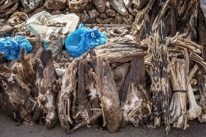 Framed Print : Wildlife remains (including vulture's wings and porcupine quills) for sale for traditional beliefs in Bamako market, Mali. October, 2017 Framed Print : Wildlife remains (including vulture's wings and porcupine quills) for sale for traditional beliefs in Bamako market, Mali. October, 2017