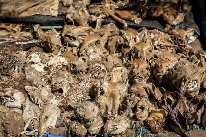 Framed Print : Wildlife remains for sale for traditional beliefs in Bamako market, Mali. October, 2017 Framed Print : Wildlife remains for sale for traditional beliefs in Bamako market, Mali. October, 2017