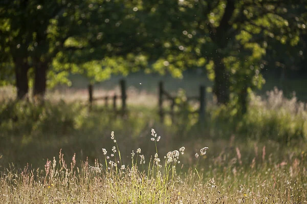 Wildlife rich hay meadow, early morning light in summer, Denmark Farm Conservation Centre