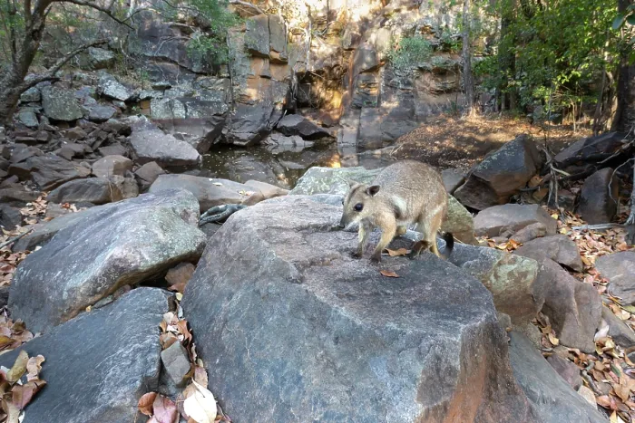 Framed Print : Wilkins rock wallaby (Petrogale wilkinsi) sub-adult, climbing over a rock with pool in background, Adelaide River Hills, Northern Territory, Australia. Camera trap Framed Print : Wilkins rock wallaby (Petrogale wilkinsi) sub-adult, climbing over a rock with pool in background, Adelaide River Hills, Northern Territory, Australia. Camera trap