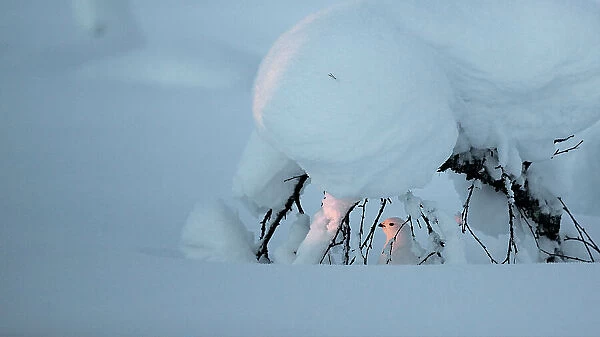 Willow grouse (Lagopus lagopus) camouflaged against snow, Inari, Kiilopaa, Finland, February
