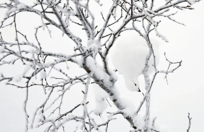 Framed Print : Willow grouse (Lagopus lagopus) feeding in snow laden tree, Inari Kiilop Finland January Framed Print : Willow grouse (Lagopus lagopus) feeding in snow laden tree, Inari Kiilop Finland January