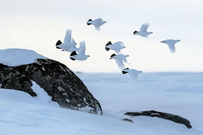 Framed Print : Willow grouse (Lagopus lagopus) flock in flight, Taymyr Peninsula, Siberia, Russia Framed Print : Willow grouse (Lagopus lagopus) flock in flight, Taymyr Peninsula, Siberia, Russia