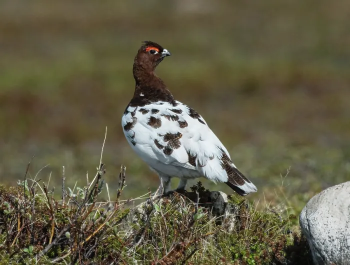 Framed Print : Willow grouse (Lagopus lagopus) male in winter plumage, standing on a vegetated mound in a tundra habitat, Varanger fjells, Finnmark, Norway. May Framed Print : Willow grouse (Lagopus lagopus) male in winter plumage, standing on a vegetated mound in a tundra habitat, Varanger fjells, Finnmark, Norway. May