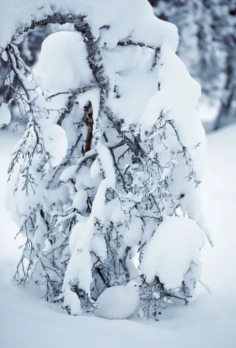 Framed Print : Willow grouse (Lagopus lagopus) sheltering under snow laden tree, Inari Kiilopa Finland