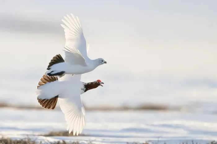 Framed Print : Willow grouse / ptarmigan (Lagopus lagopus) pair in flight, Agapa River, Taimyr Peninsula Framed Print : Willow grouse / ptarmigan (Lagopus lagopus) pair in flight, Agapa River, Taimyr Peninsula