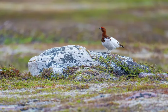 Framed Print : Willow ptarmigan grouse (Lagopus lagopus) standing on a rock, Varanger Peninsula, Finnmark, Norway. November Framed Print : Willow ptarmigan grouse (Lagopus lagopus) standing on a rock, Varanger Peninsula, Finnmark, Norway. November