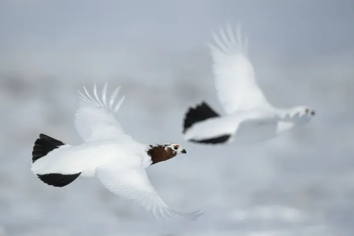 Framed Print : Willow ptarmigan (Lagopus lagopus) two in flight, Taymyr Peninsula, Siberia, Russia. May Framed Print : Willow ptarmigan (Lagopus lagopus) two in flight, Taymyr Peninsula, Siberia, Russia. May